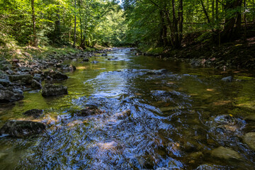 beautiful stream in green forest.summer time .