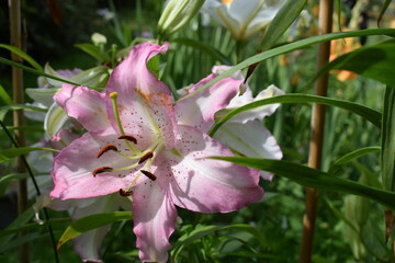 Lilium Joséphine © Frederic.M