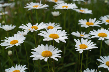 Fototapeta premium white daisies in a field