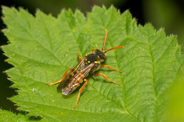 The Nomad Bee, Nomada goodeniana on a leaf. These are parasitic on the nests of  Andrena sp.