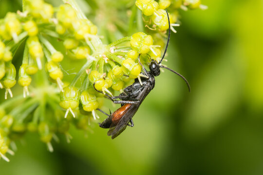 Adult SawFly on flowers in Kent, UK in April. The larvae of these cause damage to some plants.