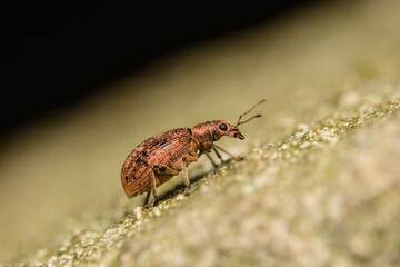 Macro image of a Weevil in Kent, UK in May. 