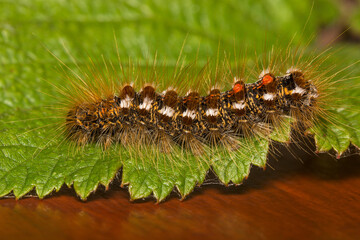 A Brown Tailed Moth brown-tail moth caterpillar (Euproctis chrysorrhoea)  in the family Erebidae