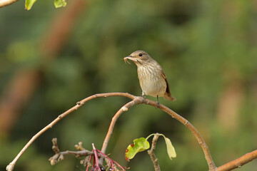 sparrow on a branch