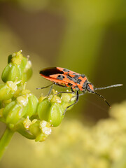 A Cinnamon Bug, Corizus hyoscyami, on Cow Parsley flowers.