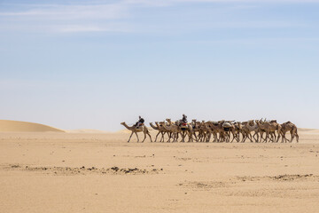 Fototapeta na wymiar A camel caravan of Toubou nomads, the Sahara desert of Chad