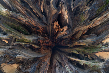 Sequoia National Park Tree Roots