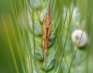 A macro image of an adult Caddis fly on an ear of wheat. These tend to live near a water source for the purpose of laying eggs.