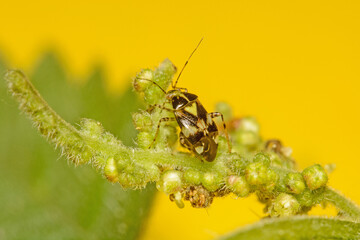 The Plant bug,  Orthops sp. on Nettles in UK.