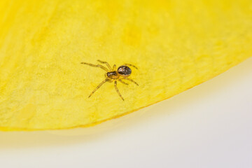 Macro image of a tiny Zygiella x-notata spiderling. These have a missing sector of their web and a single silk strand to their hide-away which alerts them to captured prey.