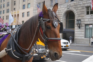 Naklejka na ściany i meble horse in the streets of new york
