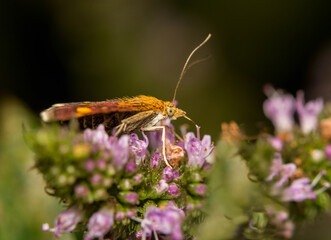 A Mint Moth, Pyrausta aurata, feeding on Mint flowers. These will also feed on Thyme flowers and are quite common in the flowering season.