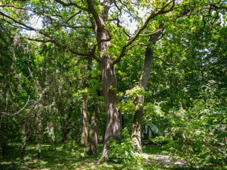 Fototapeta premium trees oak in the park
