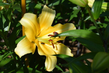 Lilium Corcovado