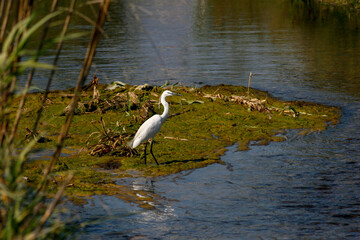 The White Heron rests in the Marsh