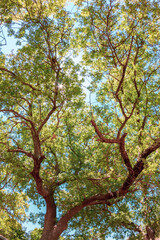 Fototapeta premium Trees and background nature in the woods.