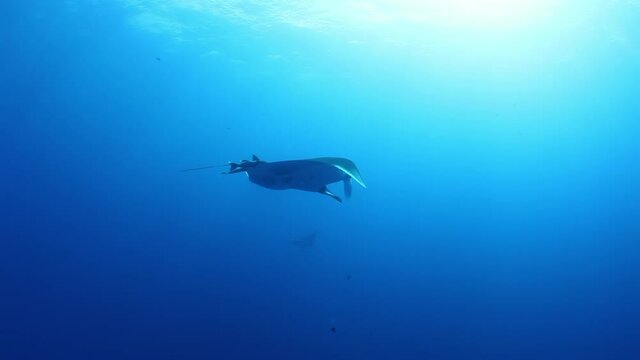 Gigantic Black Oceanic Manta fish floating on a background of blue water in search of plankton. Underwater scuba diving in Indonesia. Sots it Mexico Socoro.