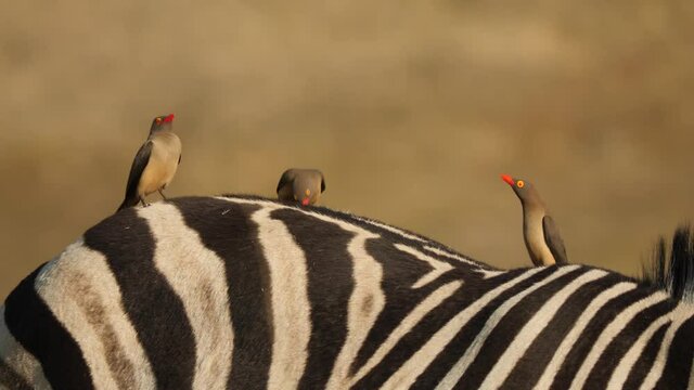 Oxpeckers on Plains Zebra in natural grassland habitat, South Africa