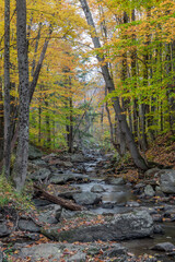 autumn in the forest