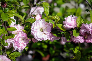 Obraz premium Migdałek