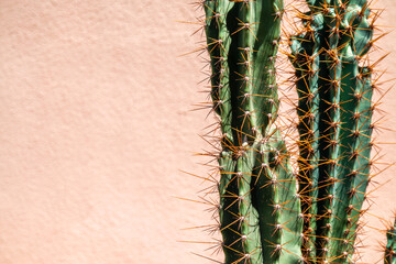 Cactus plants for the background.