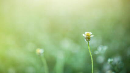 Meadow with daisies