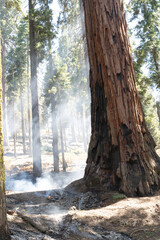 Sequoia National Park