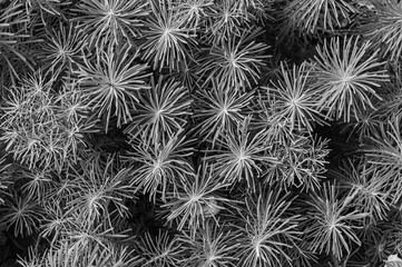 Large plan taken from above, Sedum (thin) with monochrome, black and white photo in the form of texture or background