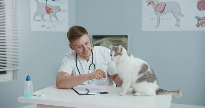 Close up of veterinarian sitting at desk in veterinary clinic and stroking cat then begining to fill out documents write down the diagnosis while the cat sitting on the examination table.