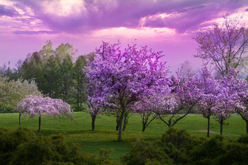 Paysage en fleurs mauve © Sue.B Photographie