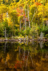 A reflection pond surrounded by hardwood trees in the autumn season showing peak fall colors in Adirondack National Park, Upper New York