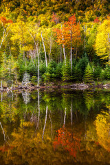 A reflection pond surrounded by hardwood trees in the autumn season showing peak fall colors in Adirondack National Park, Upper New York