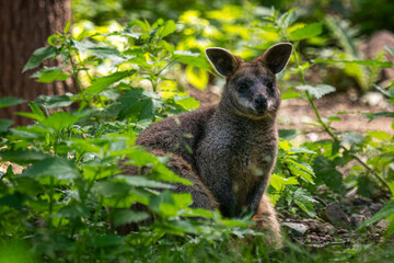 Naklejka na ściany i meble Kangaroo wallabia bicolor sitting on grass in nature