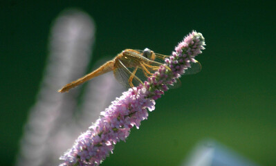 grasshopper on a flower