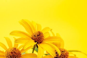 A bouquet of yellow flowers in a white cup. Beautiful flowers on a yellow background.