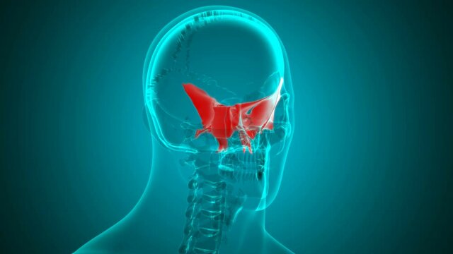 Human skeleton Skull Sphenoid Bone Anatomy Loopable 3D Illustration