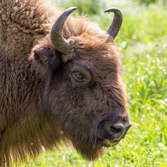 Wisent or European Bison in park Lelystad the Netherlands. European Bisons were on the verge of extinction but the population is recovering in various European contries. 