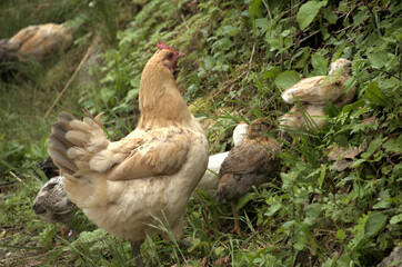 Chickens rooting about in Swiss hedgerow