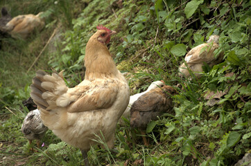 Chickens rooting about in Swiss hedgerow