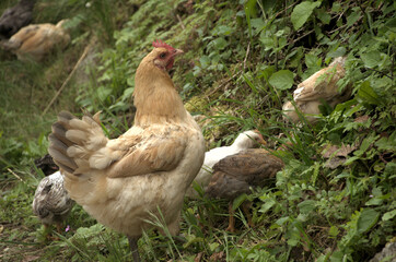 Chickens rooting about in Swiss hedgerow