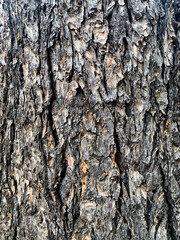 Pine tree bark