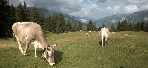 Swiss brown cows  on Flumserberg, with Churfirsten and Walensee as backdrop