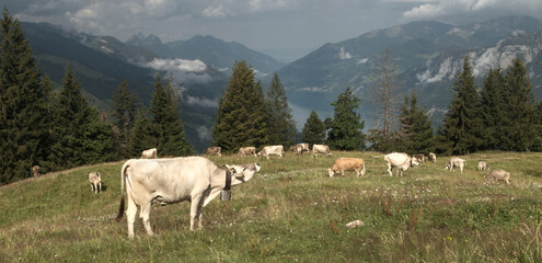 Fototapeta premium Swiss brown cows on Flumserberg, with Churfirsten and Walensee as backdrop