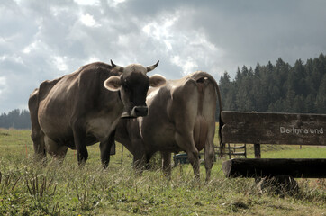 Swiss brown cattle and bench on Flumserberg, Swiss Alps