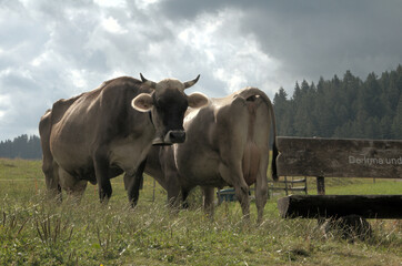 Swiss brown cattle and bench on Flumserberg, Swiss Alps