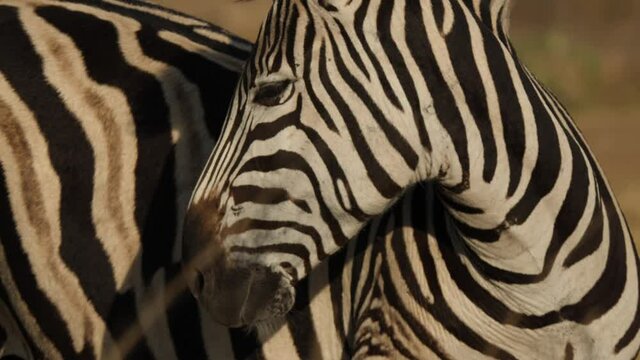 Plains Zebra in natural grassland habitat, South Africa
