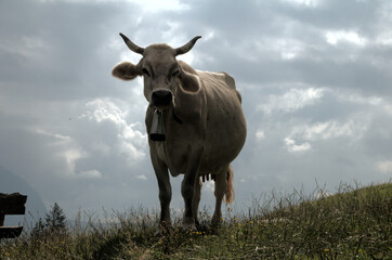 Swiss brown cow with intact horns on Flumserberg, Swiss Alps
