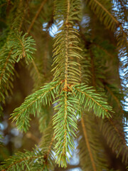 Fresh green pine needles on a pine tree - closeup shot