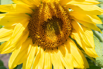 In summer, a beautiful bright sunny sunflower flower bloomed.