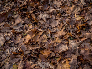 Ground full of fallen brown leaves in late autumn